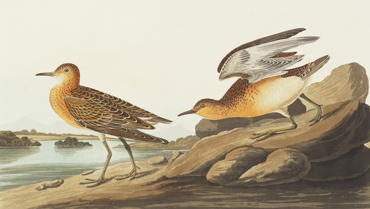 Tryngites subruficollis, buff-breasted sandpiper, Plate 265 from John James Audubon's Birds of America, original double elephant folio, 1827-30 (hand-coloured aquatint)