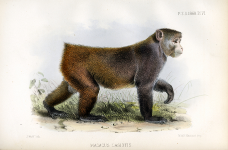 Stumptail Macaque (print)