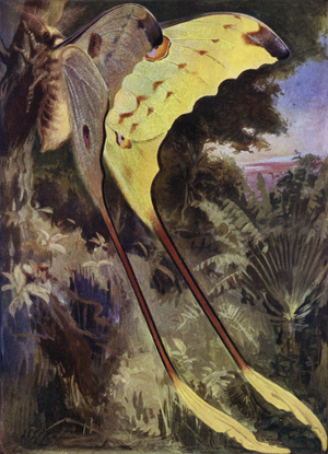 A Giant Moth of Madagascar (colour litho)