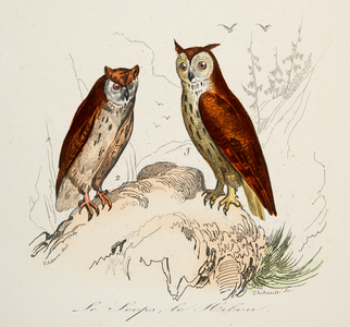 the scops and the owl, 18th century (Engraving)