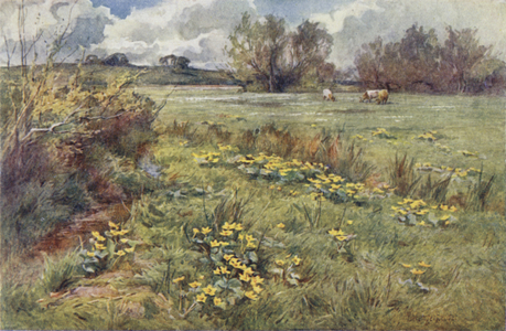 Pathless Fields (colour litho)