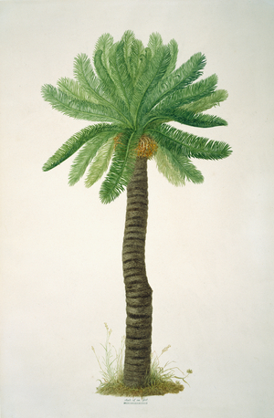 Cycas angulata