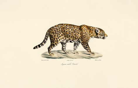 Male Jaguar, 1824 (hand-coloured litho)