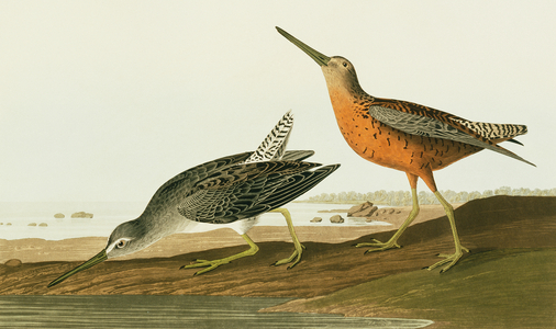 Limnodromus griseus, short-billed dowitcher, Plate 335 from John James Audubon's Birds of America, original double elephant folio, 1827-30 (hand-coloured aquatint)