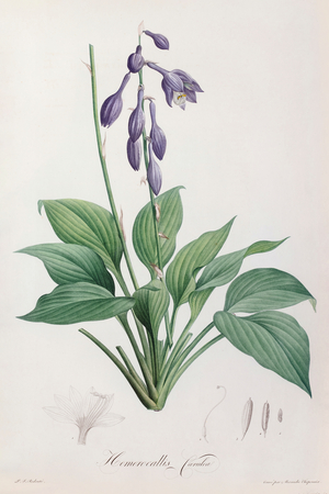 Blue plantain lily, 1803-1804 (Plate)