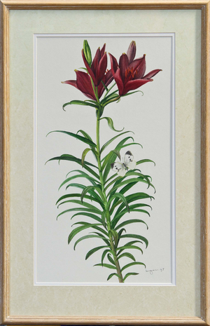 Asiatic Hybrid Lily, 1997 (w/c)