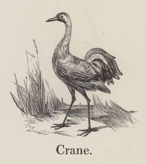 Crane (engraving)