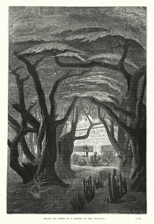 Grand Old Trees in a Garden of the Yuculan (engraving)