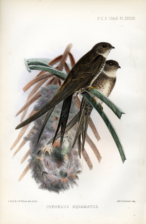 African Swift (print)