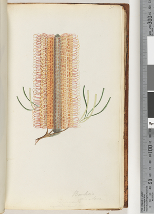 Page 31. Banksia spinulosa / Hairpin Banksia (w/c)