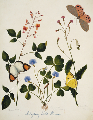 Desmodium and wild flowers