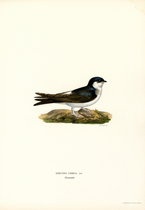 House Martin (colour litho)