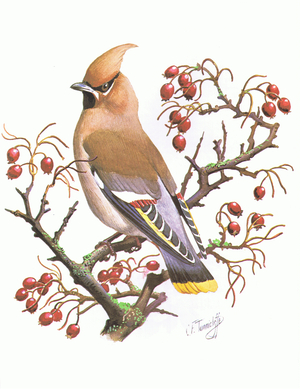 Waxwing, from The RSPB Book of Birds pub. by Hamlyn, 1976 (colour litho)