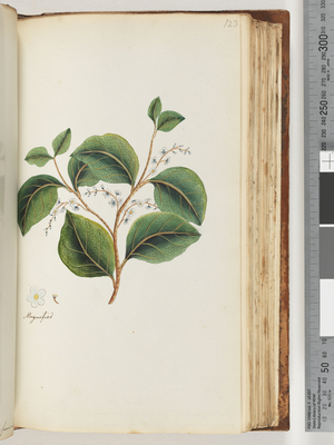 Page 123. Magnified on recto (w/c)