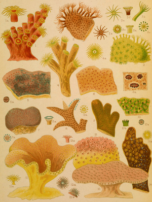 Great Barrier Reef of Australia