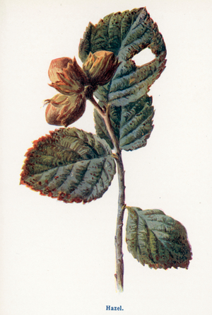 Wild Fruits of the Country-side: Hazel (colour litho)