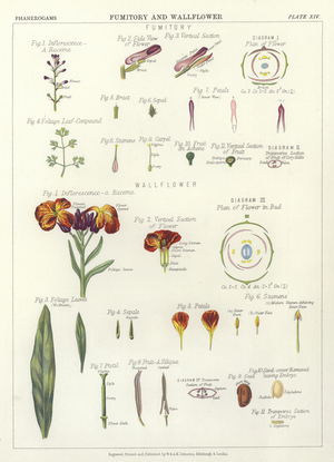 Fumitory and Wallflower (colour litho)