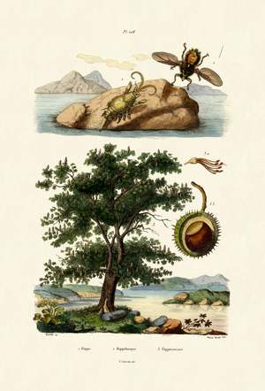 Bait Bug, 1833-39 (coloured engraving)