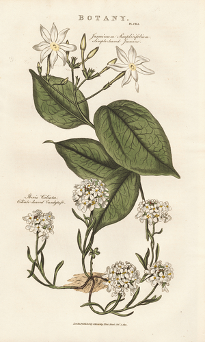 Jasmine and Candytuft, 1813 (engraving)