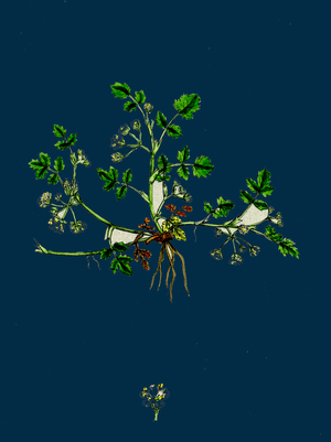 Ribes Alpinum; Tasteless Mountain Currant