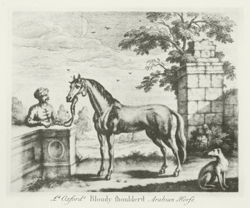 Lord Oxford's Bloody-Shouldered Arabian (b/w photo)
