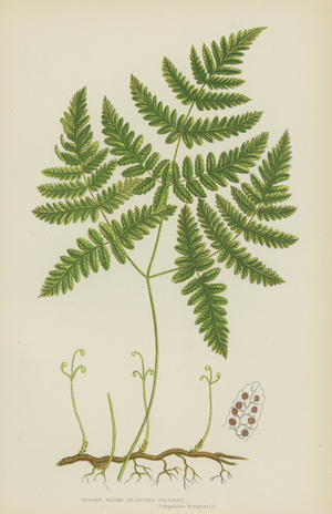 Tender Three Branched Polypody (colour litho)