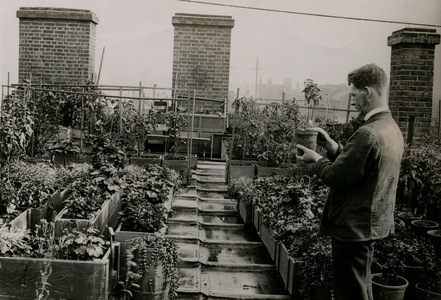 City Vegetable Garden, London, UK, 1920 (b/w photo)