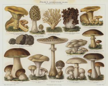 Edible fungi (colour litho)