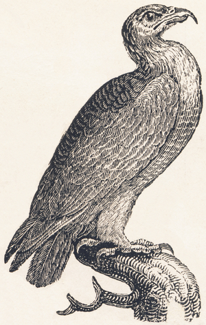 Eagle, 1850 (engraving)