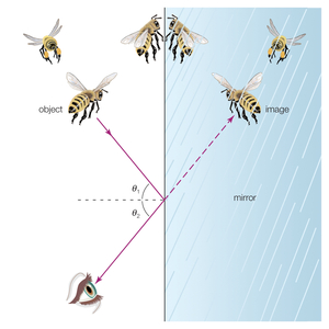 In the law of reflection, images are reflected from a smooth surface at the same angle (q2) as the incidence angle (q1). 