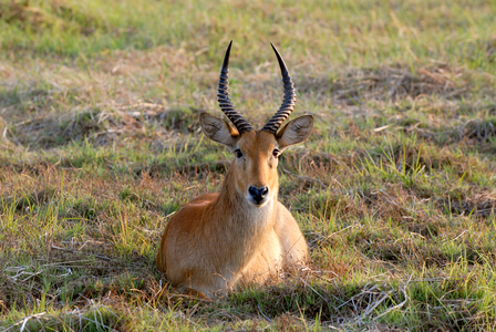 Zambia