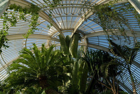 Palm House ceiling , 2009 (photo)