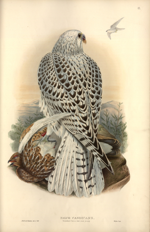 Falco rusticolus