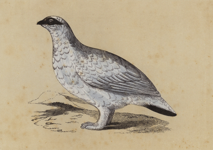 Ptarmigan (colour litho)