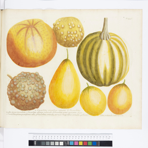 Cucurbita, 1737 (engraving)