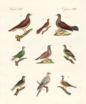 Pigeons from foreign countries (coloured engraving)