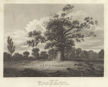 Robert Bloomfield, poet: Wake's Oak (engraving)