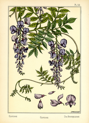 The Glycine (colour litho)
