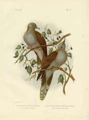 Crested Bronze Wing Or Crested Pigeon, 1891 (colour litho)