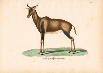 Crescent-horned Antelope or Topi, 1848 (lithography)