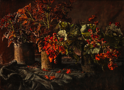 Begonias (oil on canvas)