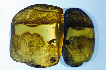 A fly or other insect trapped in a piece of amber, VILNIUS, U.S.S.R., LITHUANIA., 1960s (photo)