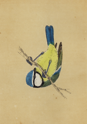 Blue Titmouse (colour litho)