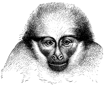 Spider monkey: portrait