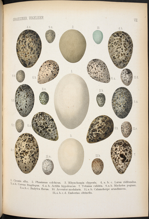 Bird eggs.