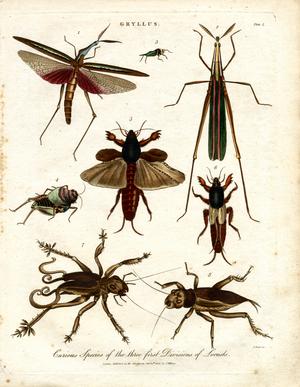 GRYLLUS: Curious Species of the Three First Divisions of Locusts, 1810 (print)