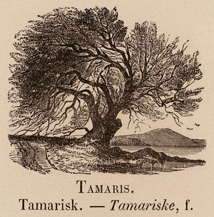 Le Vocabulaire Illustre: Tamaris; Tamarisk; Tamariske (engraving)