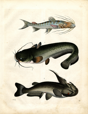 Catfish and Goby Species (engraving)