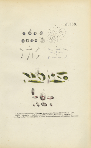 Microscopic Single-celled Organisms: Monads, Cercariae and Parasites, 1850 (lithography)