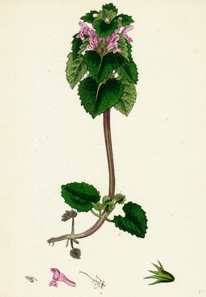 Lamium Purpureum Red Dead-Nettle